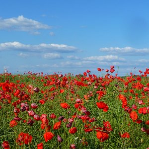 Poppy field photo location Berlin