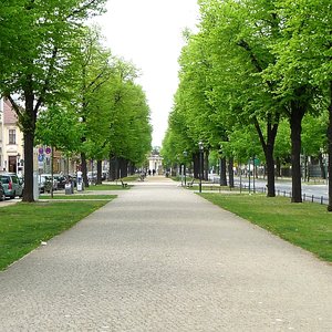 Tree lined walk way film location Berlin-Potsdam
