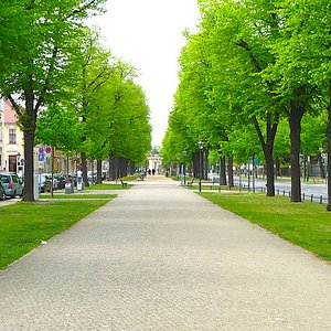 Tree lined alley in Berlin-Potsdam
